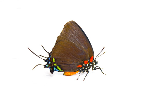 3D butterfly