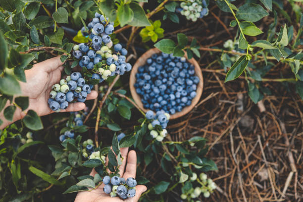 cueillette de bleuets, mains et baies juteuses vue de dessus - blueberry picking freshness berry photos et images de collection