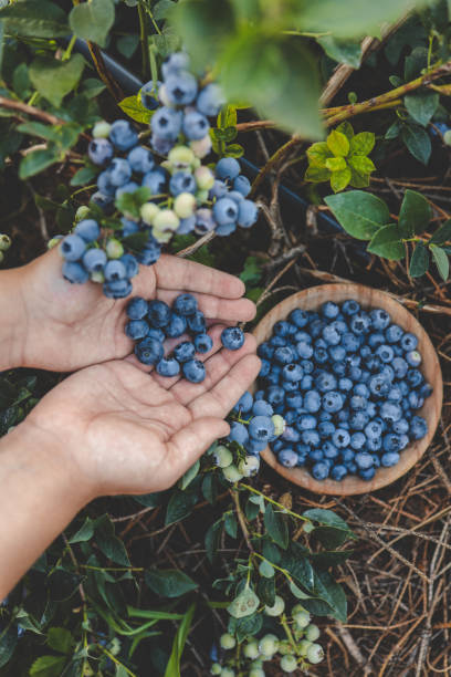 istock Blueberry picking, hands and juicy berry top view 1666185788