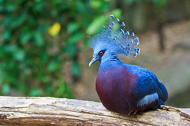 Exotic Bird Goura Victoria stock photo