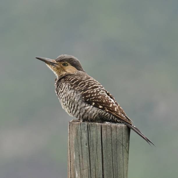 A Chilean Flicker woodpecker (Colaptes pitius) rests on a fence post in farmland in the Andes foothills of central Chile, near the capital Santiago