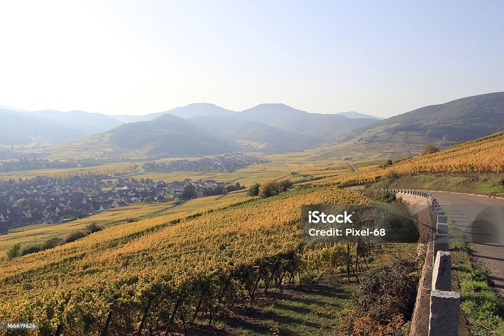 Den Weinbergen des Elsass - Lizenzfrei Département Vosges - Frankreich Stock-Foto