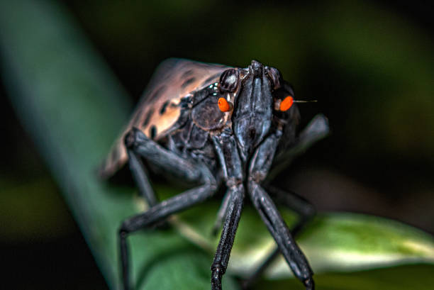 spotted lanternfly; Lycorma delicatula; planthopper; insect, in NNew York City