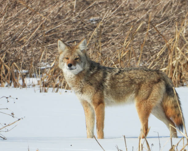 istock Coyote (Canis latrans) North American Carnivorous Canine 1666210594