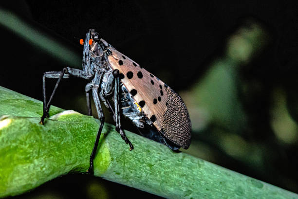 istock Closeup of spotted lanternfly; Lycorma delicatula 1666211680
