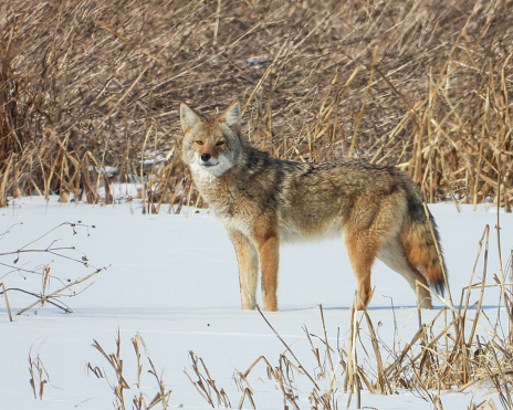 Coyote Canis latrans by boulders with an intense look in its eyes. A game farm in Montana, with animals in natural settings. Property released. Captive.