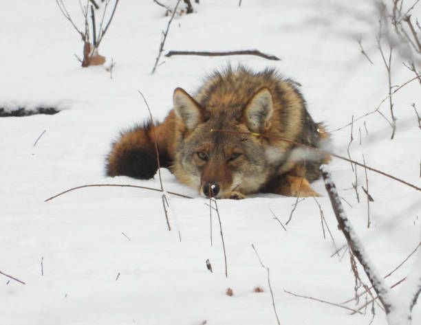 istock Coyote (Canis latrans) North American Carnivorous Canine 1666213818