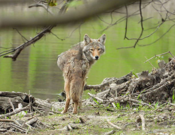 Coyote (Canis latrans) North American Carnivorous Canine stock photo