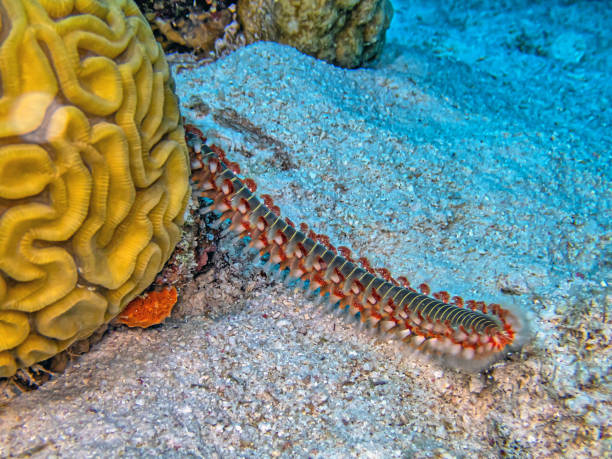 istock Hermodice carunculata, the bearded fireworm 1666214853