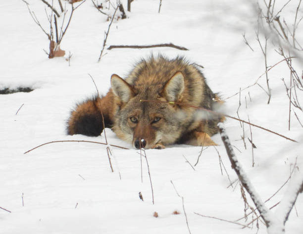 istock Coyote (Canis latrans) North American Carnivorous Canine 1666215913