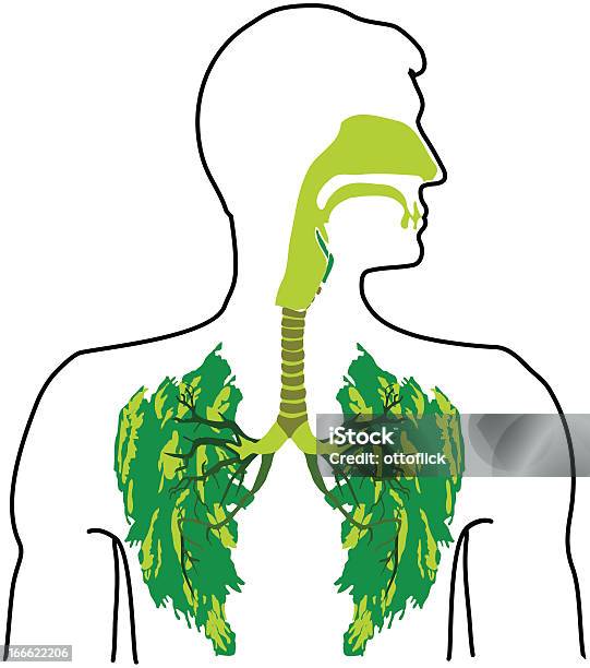 Grüne Lunge Im Freien Stock Vektor Art und mehr Bilder von Abgerissen - Abgerissen, Atemübung, Einatmen