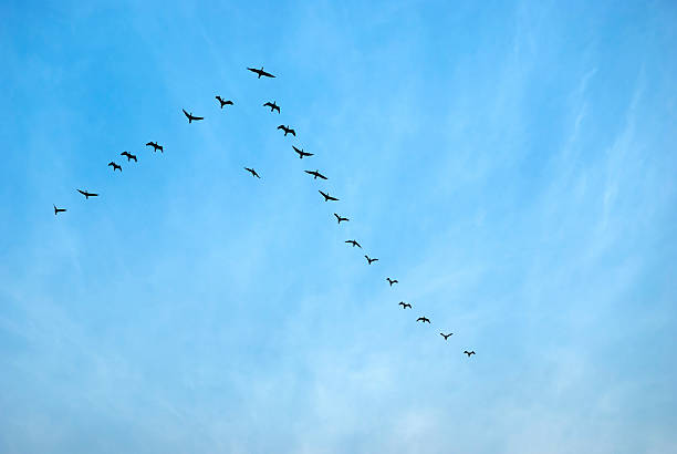 istock Birds flying in Sauraha, Nepal 166623285