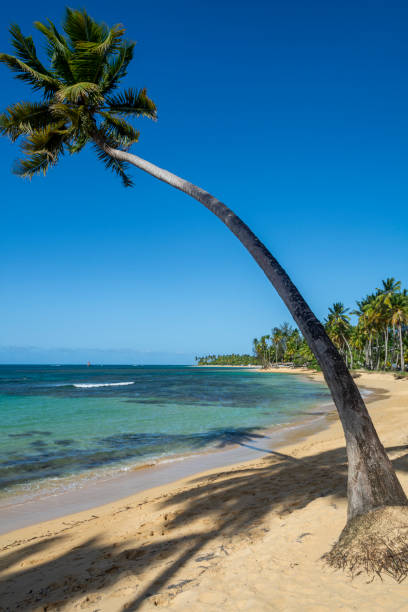 istock Las Terrenas Beach, Samana. Dominican Republic 1666234351