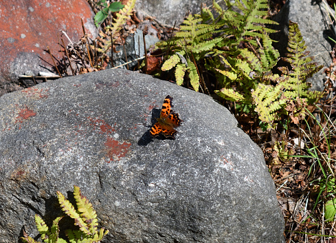 A butterfly sunning on a rock