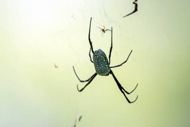batik golden web spider, nephila antipodiana, on the net - antipodiana imagens e fotografias de stock