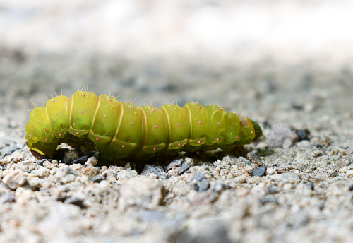A large caterpillar in the forest