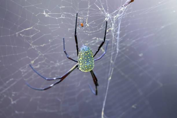 batik golden web spider, nephila antipodiana, on the net - antipodiana imagens e fotografias de stock