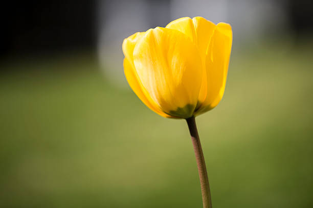 Yellow Tulip stock photo