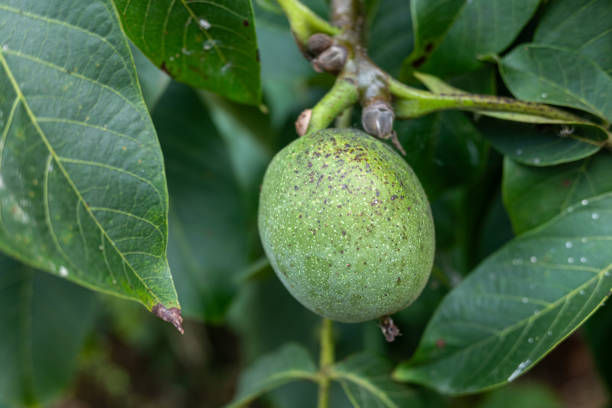 istock Unripe walnut on the tree, summer time 1666242144