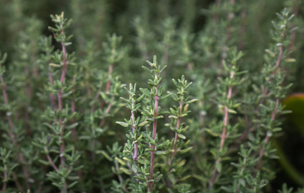 istock green, fresh thyme organic herb. aromatic plants. 1666242361