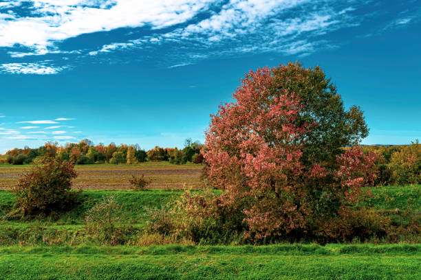 Beautiful field with surrounding red trees during the late day hours of autumn season