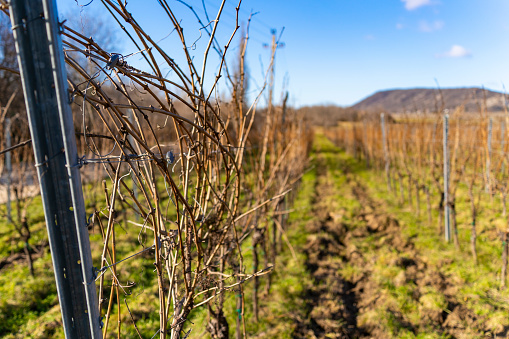 leafless, vines, winter, sunshine,