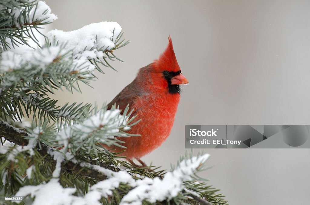 Northern cardinal perched in a tree Male northern cardinal sitting in an evergreen tree following a winter snowstorm Cardinal - Bird Stock Photo