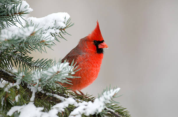 Northern cardinal perched in a tree Male northern cardinal sitting in an evergreen tree following a winter snowstorm northern cardinal photos stock pictures, royalty-free photos & images