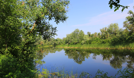 sunny morning landscape on lake in wild forest