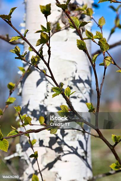 Brzoza W Spring - zdjęcia stockowe i więcej obrazów Bez ludzi - Bez ludzi, Brzoza, Drzewo