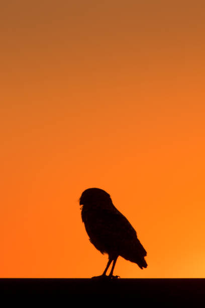 istock burrowing owl silhouetted on a fence 1666270938
