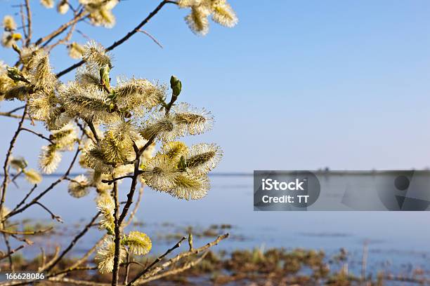 Willows Bud Stockfoto und mehr Bilder von Ast - Pflanzenbestandteil - Ast - Pflanzenbestandteil, Baum, Blatt - Pflanzenbestandteile