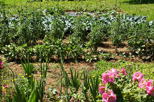 Vegetable garden in summer. Herbs, vegetables and flowers in backyard formal garden. Eco friendly gardening.