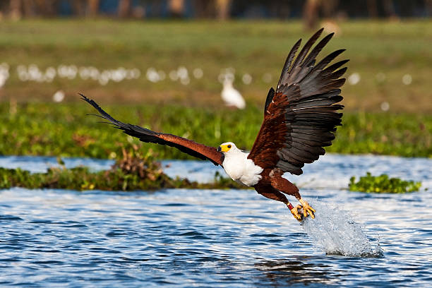 pigargo africano, naivasha lago - valle del rift fotografías e imágenes de stock