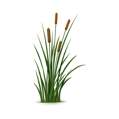 Realistic reed, sedge and grass. Isolated 3d vector plant also known as Phragmites, is a tall, perennial grass that is commonly found in wetlands and along the edges of ponds and streams