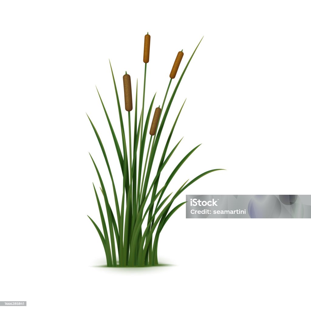 Sedge Reed Realistic Reed Sedge And Grass 3d Phragmites Stock Illustration ...
