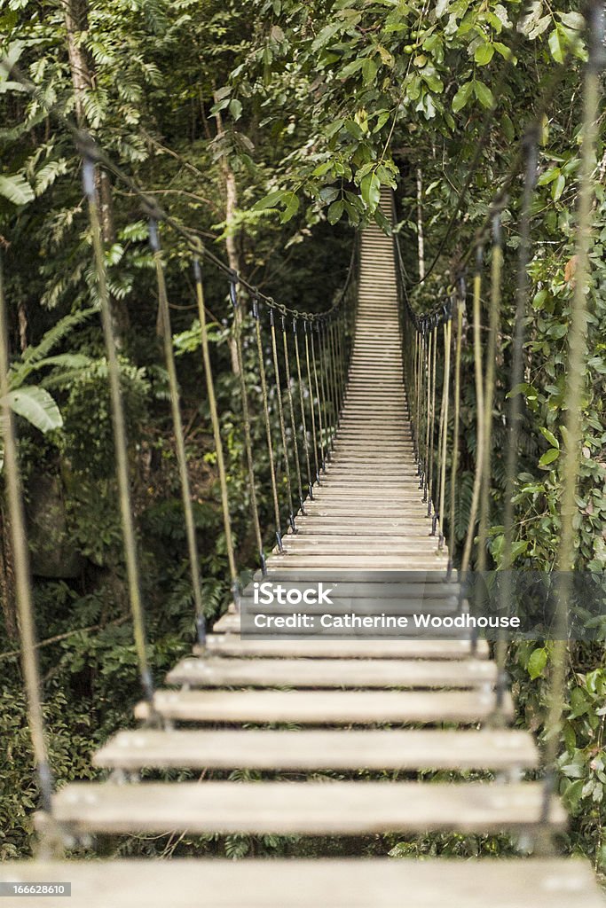 Pont de corde dans la forêt tropicale - Photo de Arbre libre de droits