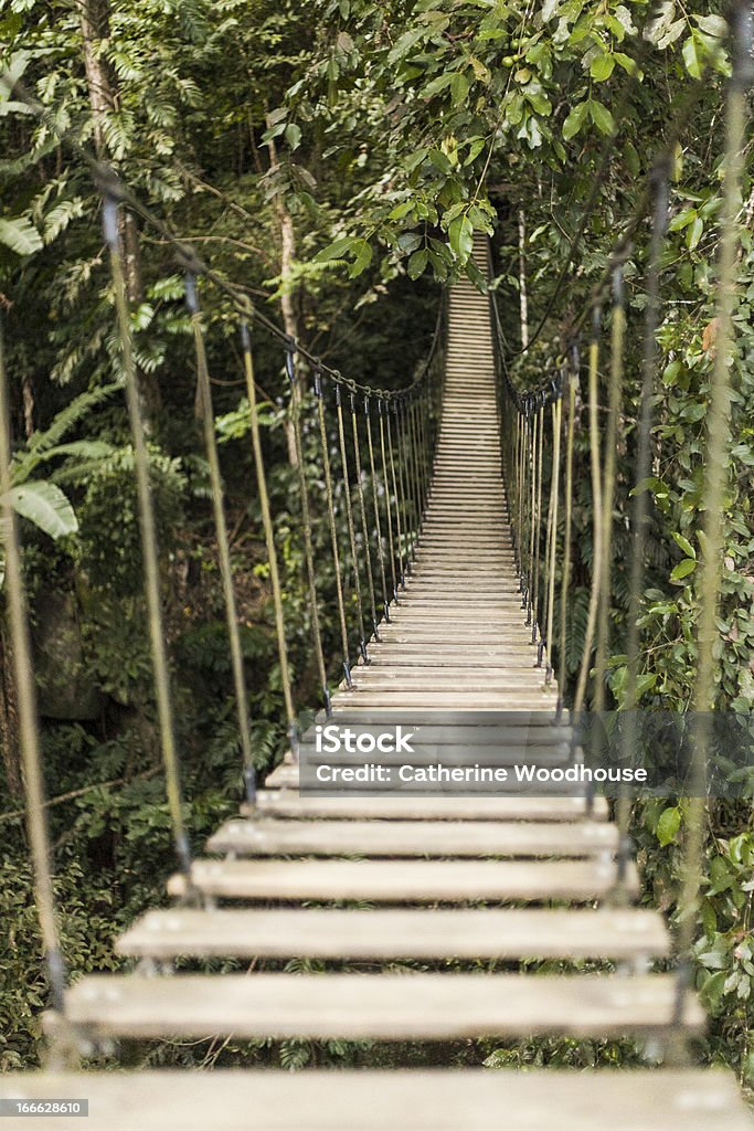 Ponte de corda na Floresta pluvial - Royalty-free Acima Foto de stock