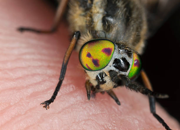 istock Twin-lobed deerfly (Chrysops relictus) sucking blood from human 166628812