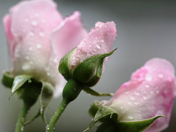 Wet Rose stock photo
