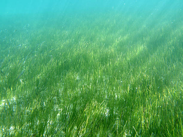 морская трава на florida's мексиканский залив - sea grass стоковые фото и изображения