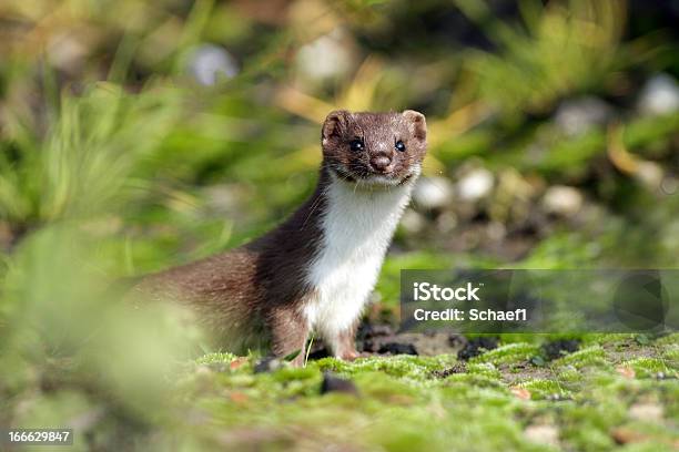 Young Weasel Pup Peeping From Far In The Wild Stock Photo - Download Image Now - Weasel, Animal, Animal Wildlife