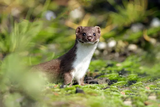 Weasel is watching you.