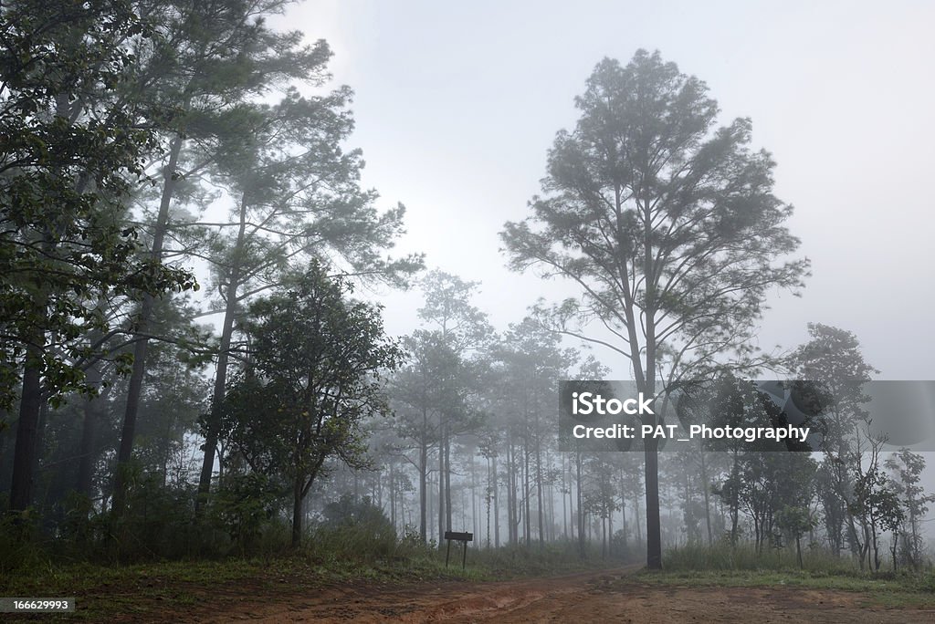 森林、霧 - かすみのロイヤリティフリーストックフォト