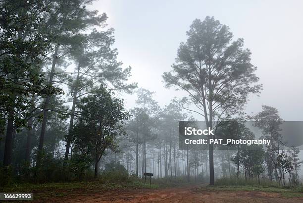 森林霧 - かすみのストックフォトや画像を多数ご用意 - かすみ, 人物なし, 光