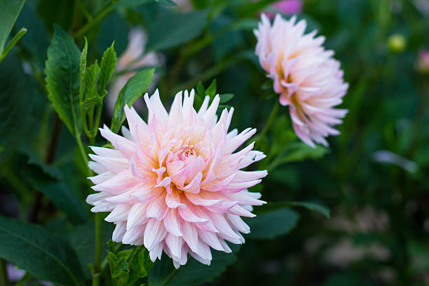 istock Dahlia flower growing in the garden. 166630607
