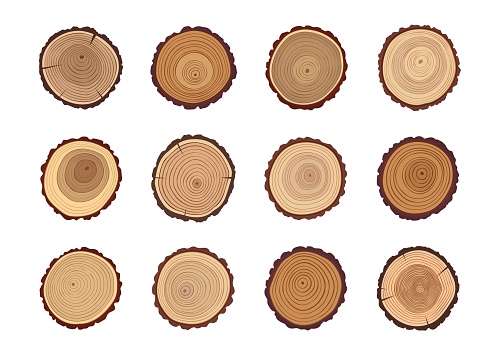Tree trunks and wood cut stumps with texture of circles or annual growth rings pattern, vector wooden slices. Timber log or tree trunk cuts with age circles, forest lumber sections or round stumps