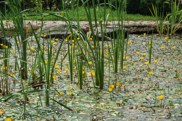 surface of the pond is overgrown with sedge and yellow water lilies surface of the pond is overgrown with sedge and yellow water lilies marshwort stock pictures, royalty-free photos & images