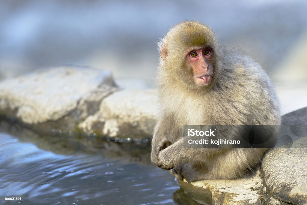 일본원숭이 (Nihon-zaru) - 로열티 프리 갈색 스톡 사진