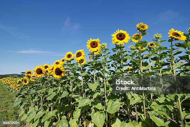 Girasoli Contro Blu Cielo - Fotografie stock e altre immagini di Blu - Blu, Cielo, Composizione orizzontale